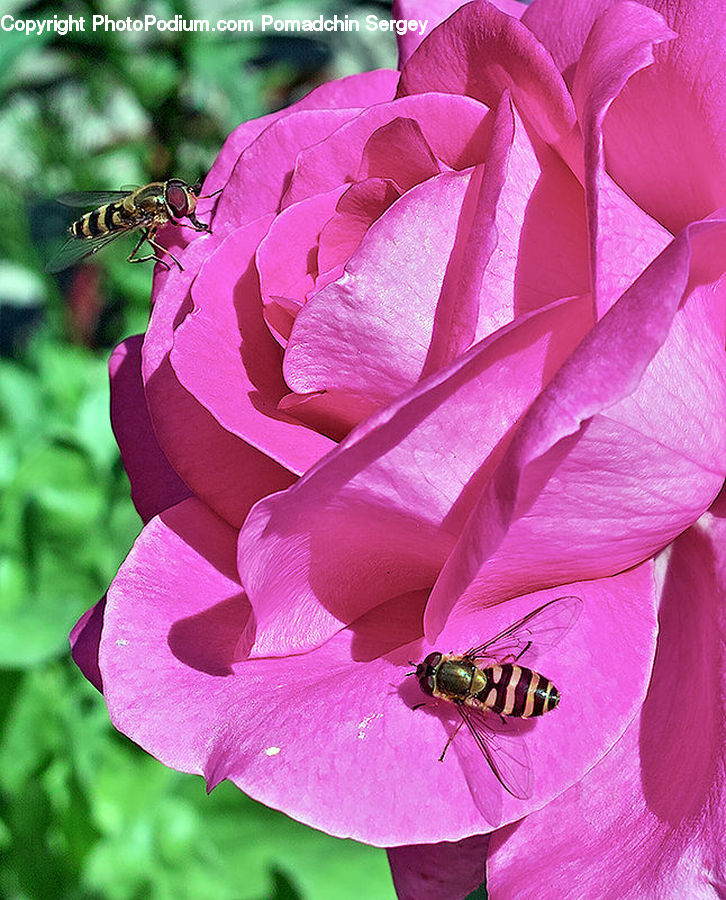 Bee, Insect, Invertebrate, Blossom, Flora, Flower, Plant