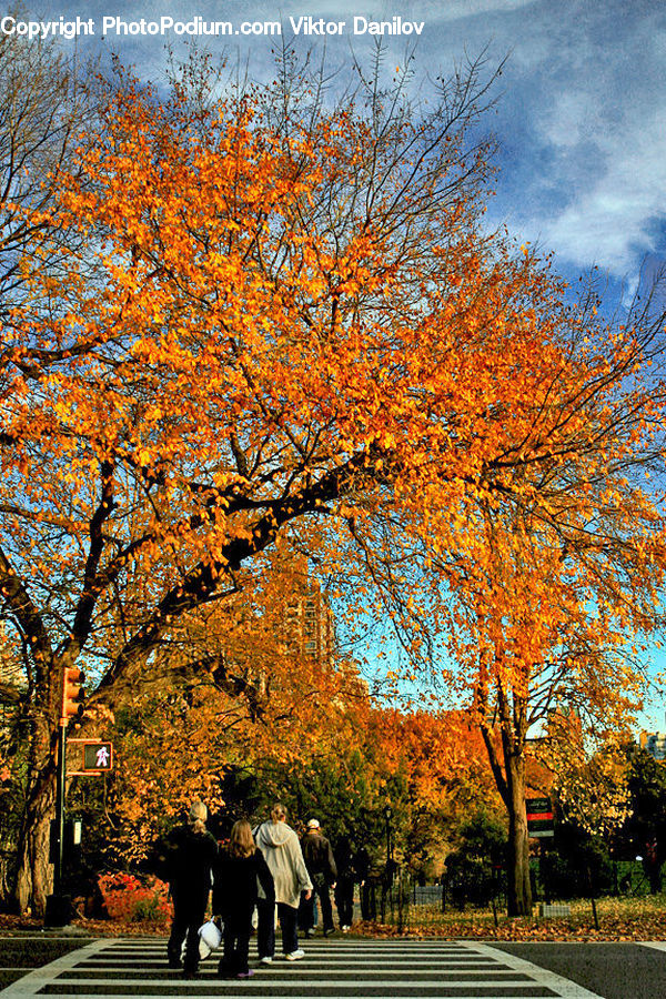 People, Person, Human, Plant, Tree, Leisure Activities, Walking
