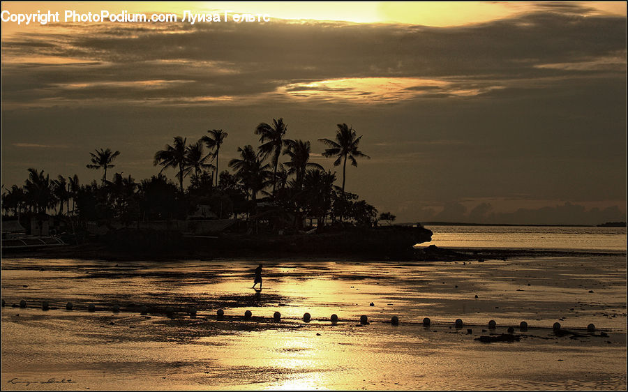Plant, Potted Plant, Beach, Coast, Outdoors, Sea, Water