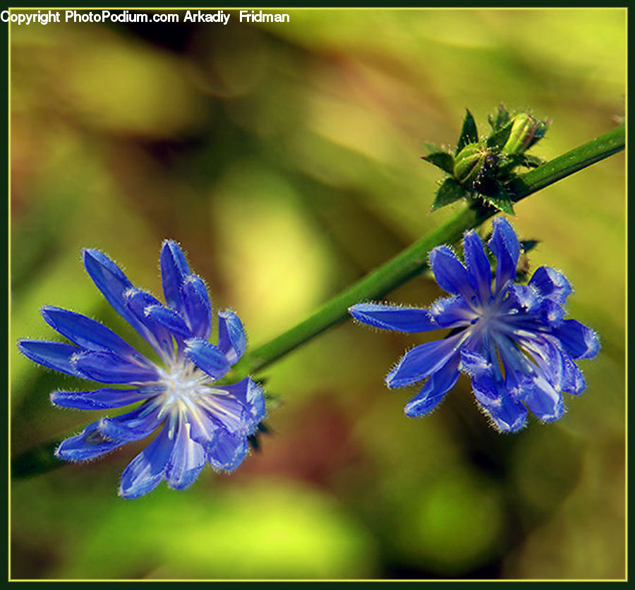 Blossom, Flora, Flower, Geranium, Plant, Lupin, Weed