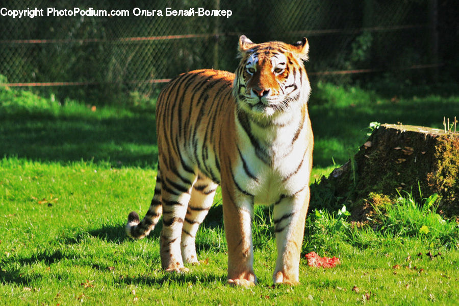 Animal, Mammal, Tiger, Cat, Pet