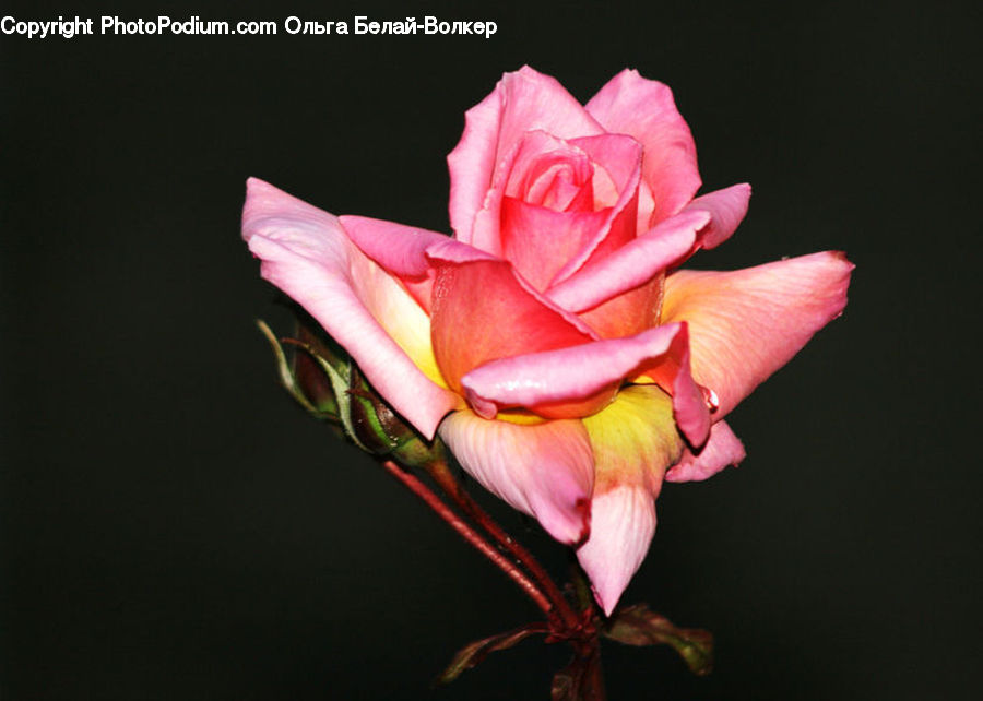 People, Person, Human, Blossom, Flower, Plant, Rose