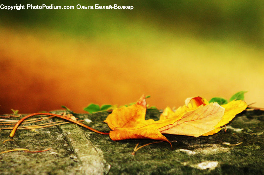 Maple, Maple Leaf, Plant, Carrot, Root, Vegetable, Leaf