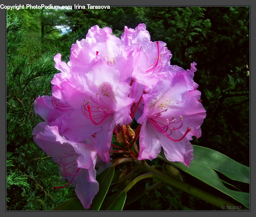 Blossom, Flower, Peony, Plant, Flora, Gladiolus, People
