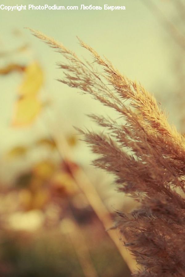 Grass, Plant, Reed, Field, Grassland, Conifer, Fir