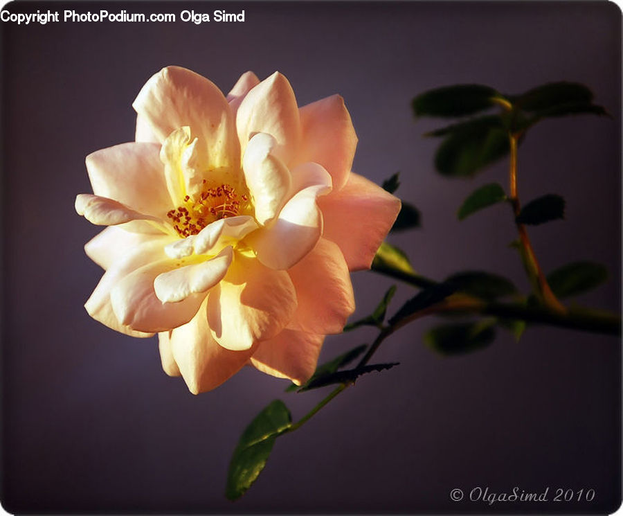 Flower, Lily, Plant, Pond Lily, Flora, Gladiolus, Blossom