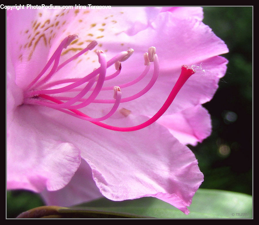 Blossom, Flora, Flower, Geranium, Plant, Gladiolus, Hibiscus