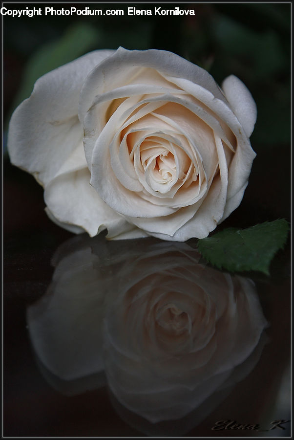 Blossom, Flower, Plant, Rose, Flower Arrangement, Flower Bouquet, Flora