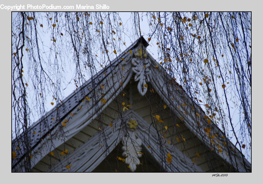 Birch, Tree, Wood, Star Symbol, Plant, Building, Oak
