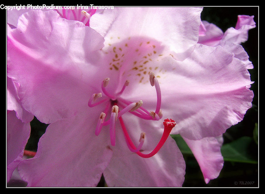 Flora, Flower, Gladiolus, Plant, Blossom, Geranium, Hibiscus