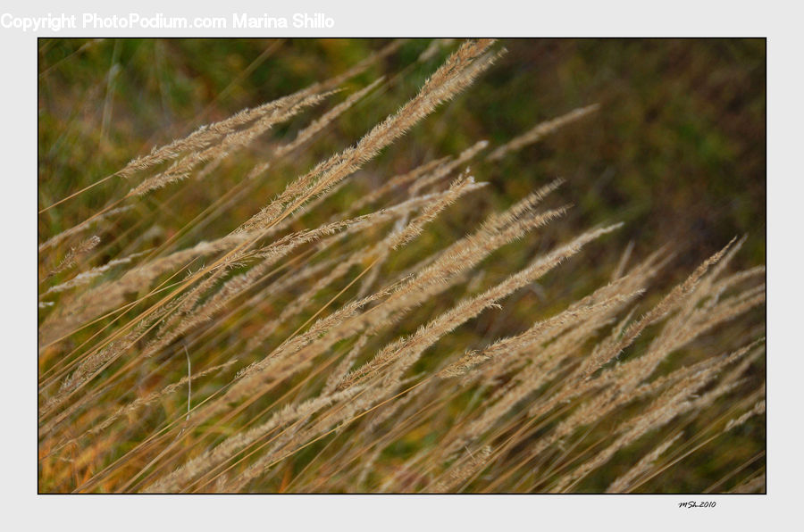 Field, Grass, Grassland, Plant