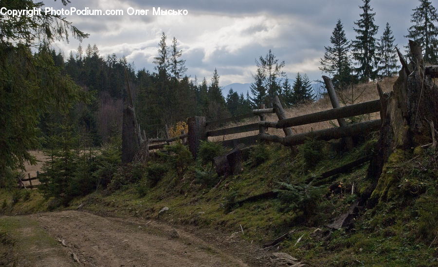 Dirt Road, Gravel, Road, Conifer, Fir, Spruce, Wood