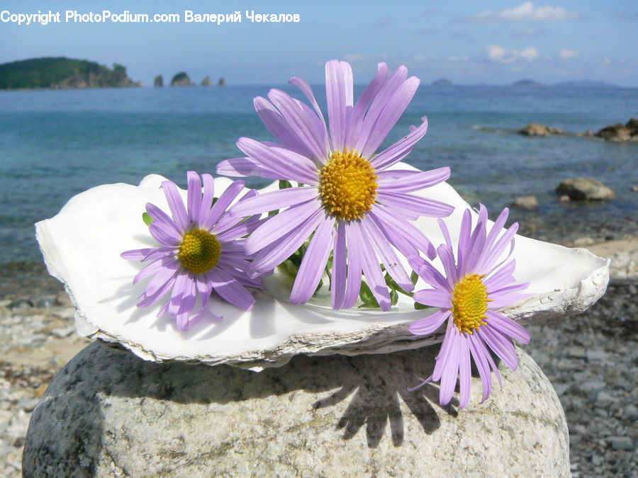 Daisies, Daisy, Flower, Plant, Cosmos, Vegetation, Blossom