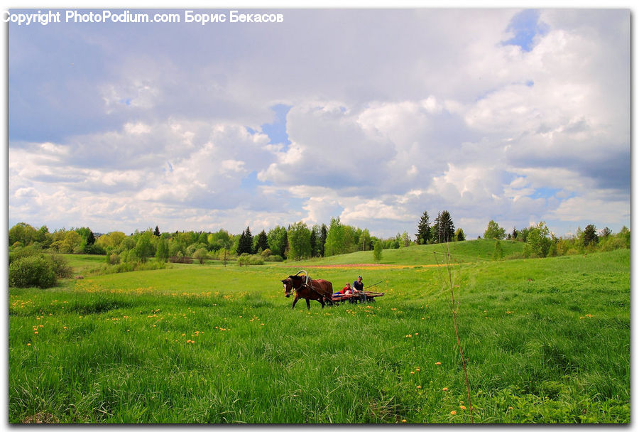Field, Grass, Grassland, Land, Outdoors, Countryside, Meadow