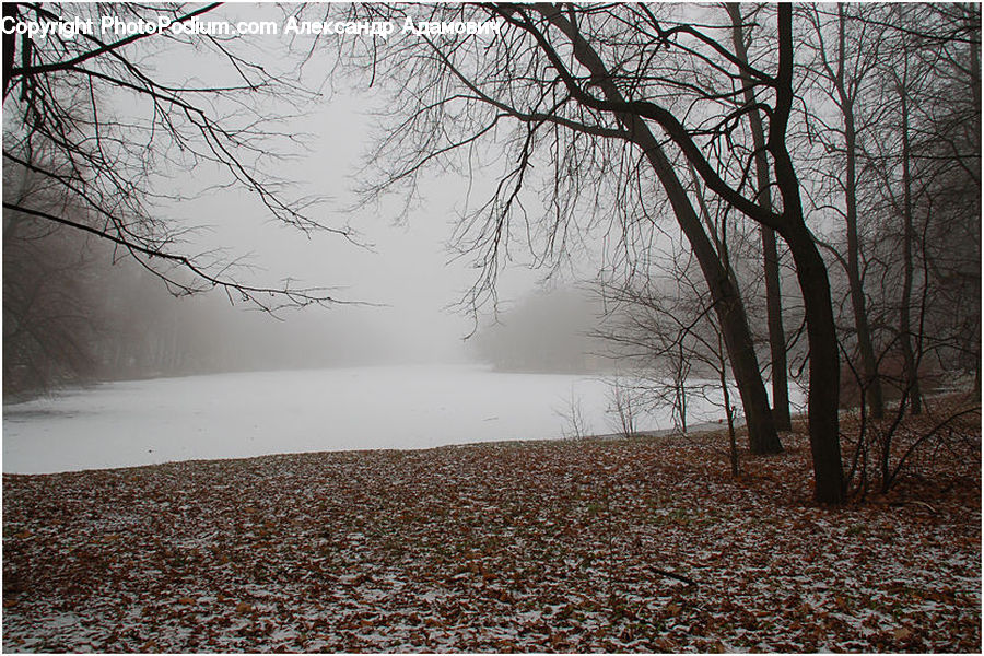 Fog, Mist, Outdoors, Forest, Grove, Land, Plant