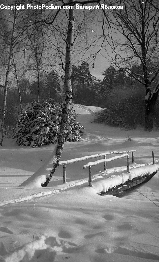 Ice, Outdoors, Snow, Bench, Plant, Tree, Forest