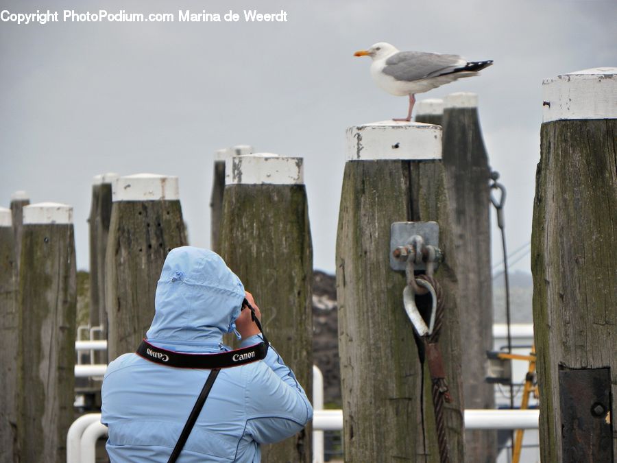 People, Person, Human, Bird, Seagull, Leisure Activities