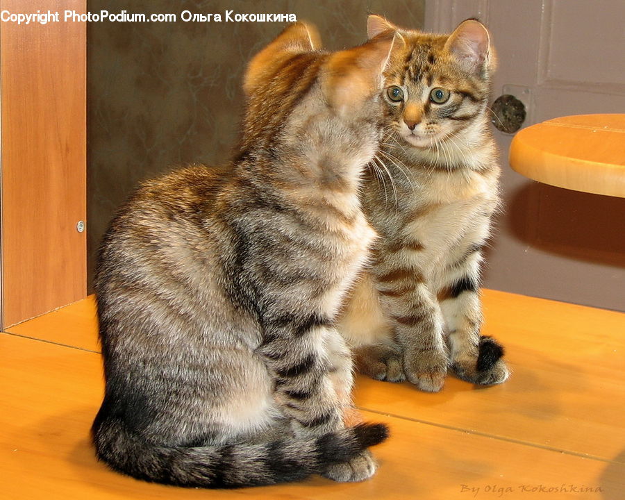 Animal, Cat, Mammal, Manx, Pet, Abyssinian, Hardwood