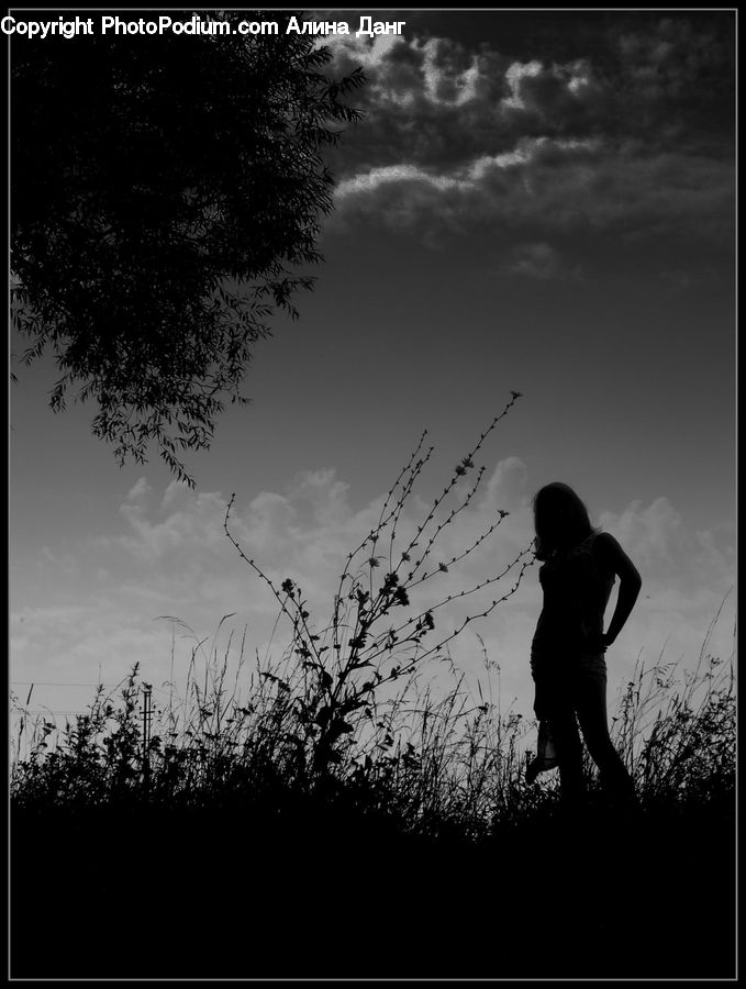 People, Person, Human, Silhouette, Plant, Tree