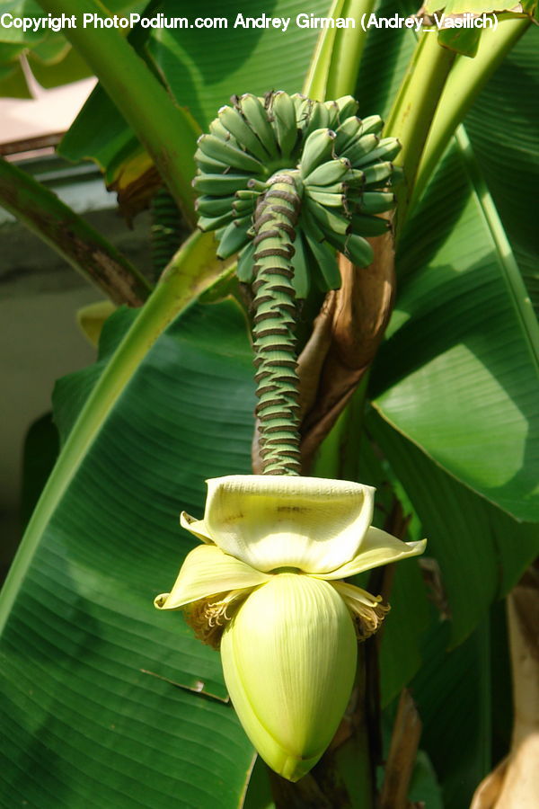 Plant, Araceae, Flower, Blossom, Flora, Petal, Anthurium