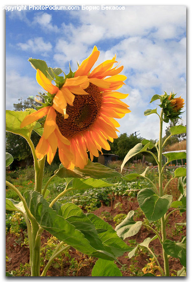 Blossom, Flora, Flower, Plant, Sunflower, Flower Arrangement, Flower Bouquet