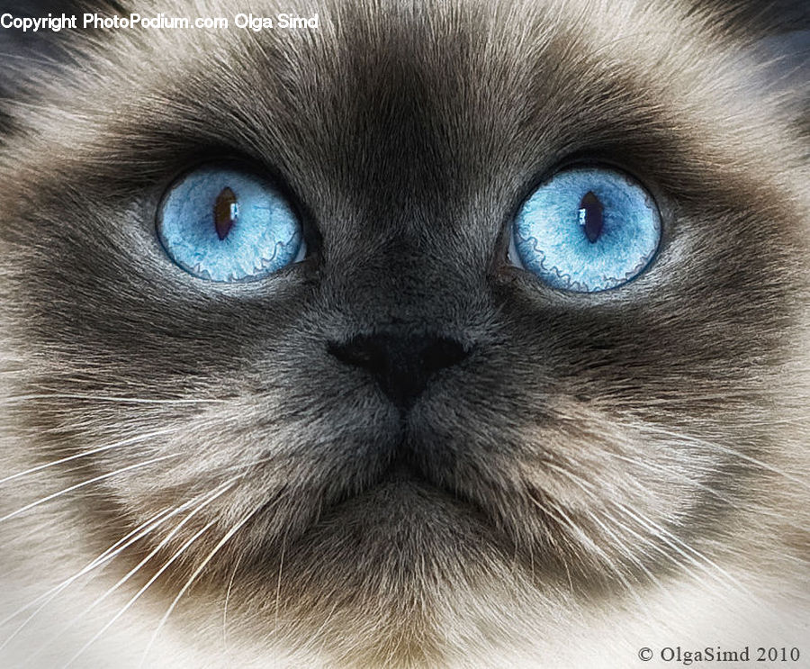Animal, Cat, Pet, Siamese, Kitten, Mammal, Face