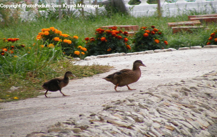 Bird, Duck, Teal, Waterfowl, Blossom, Flora, Flower
