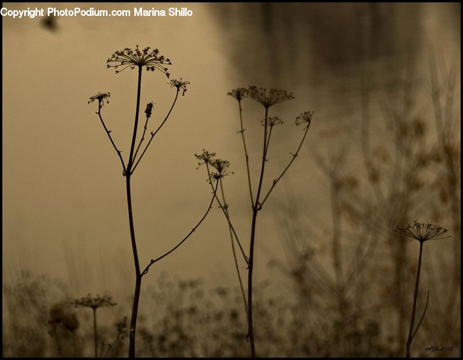 Plant, Weed, Apiaceae, Blossom, Field, Grass, Grassland