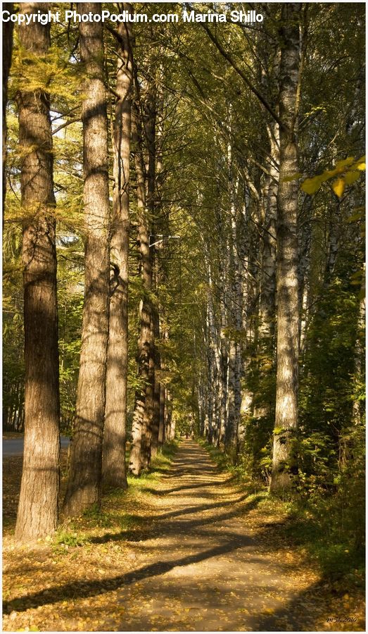Forest, Vegetation, Dirt Road, Gravel, Road, Birch, Tree