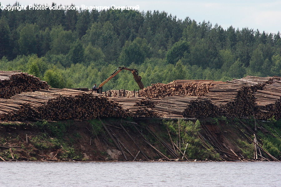 Plant, Vegetation, Lumber, Conifer, Fir, Tree, Coast