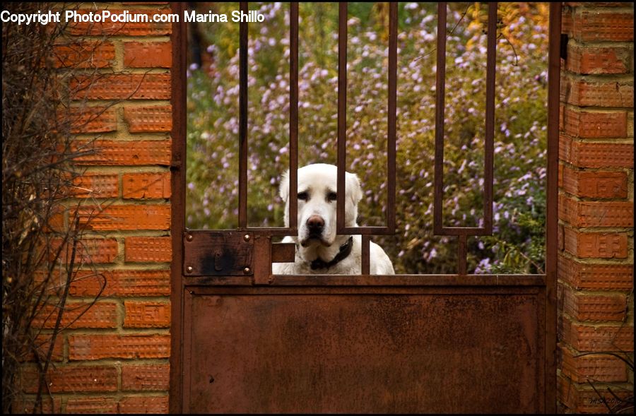 Window, Brick, Animal, Canine, Dog, Eskimo Dog, Husky