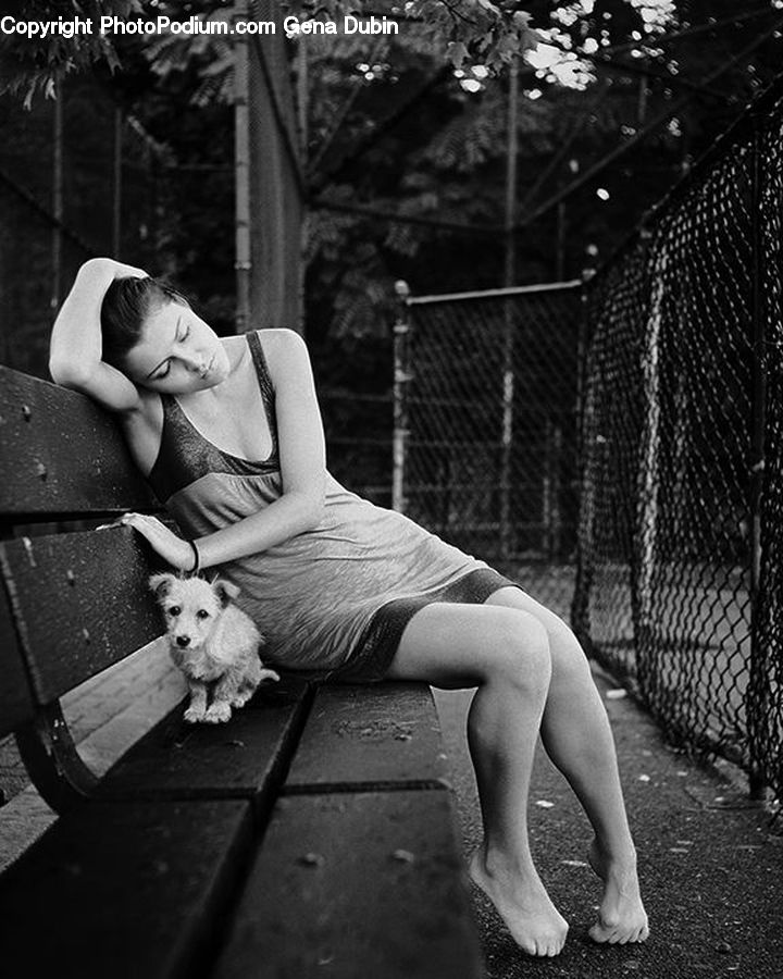 Animal, Canine, Dog, Mammal, Pet, Bench, Terrier