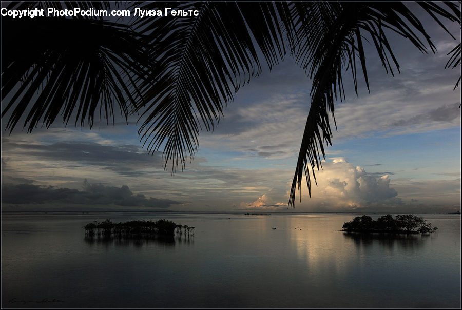 Palm Tree, Plant, Tree, Beach, Coast, Outdoors, Sea