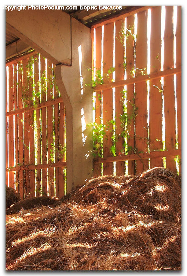 Ivy, Plant, Vine, Architecture, Dome, Mosque, Worship