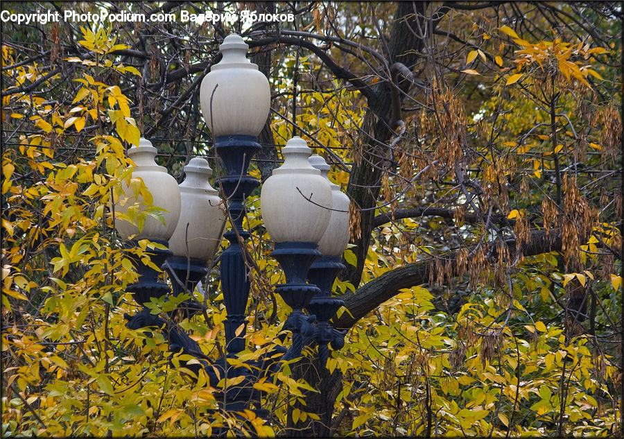 Plant, Potted Plant, Jar, Pot, Urn, Vase, Forest