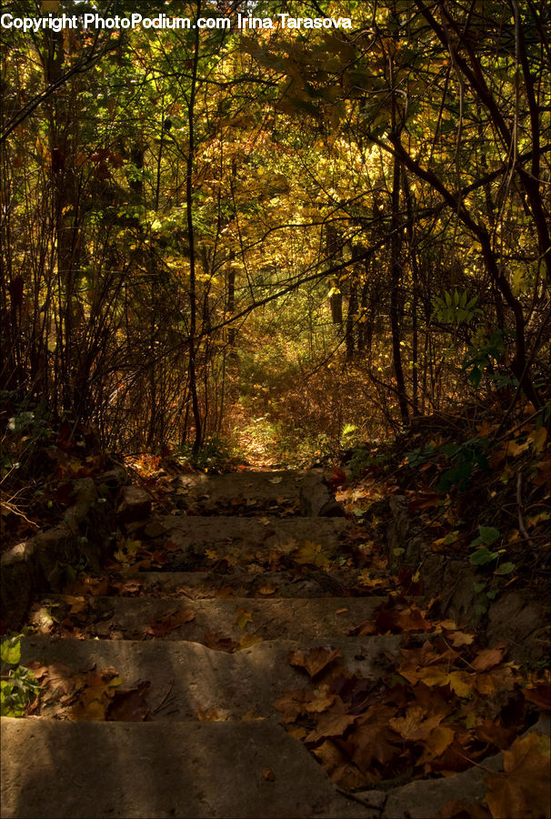 Forest, Vegetation, Ivy, Plant, Vine, Dirt Road, Gravel