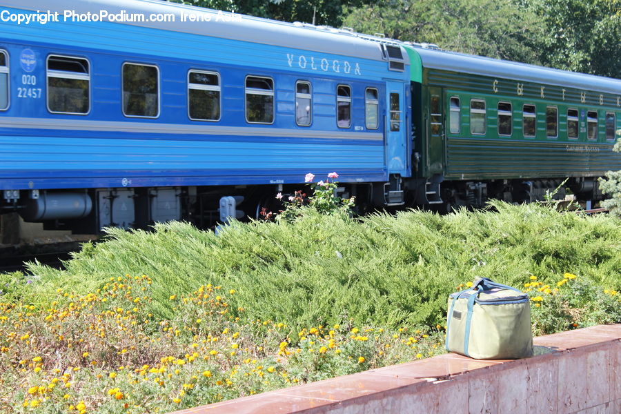 Train, Vehicle, Passenger Car, Plant, Potted Plant, Bag, Locomotive
