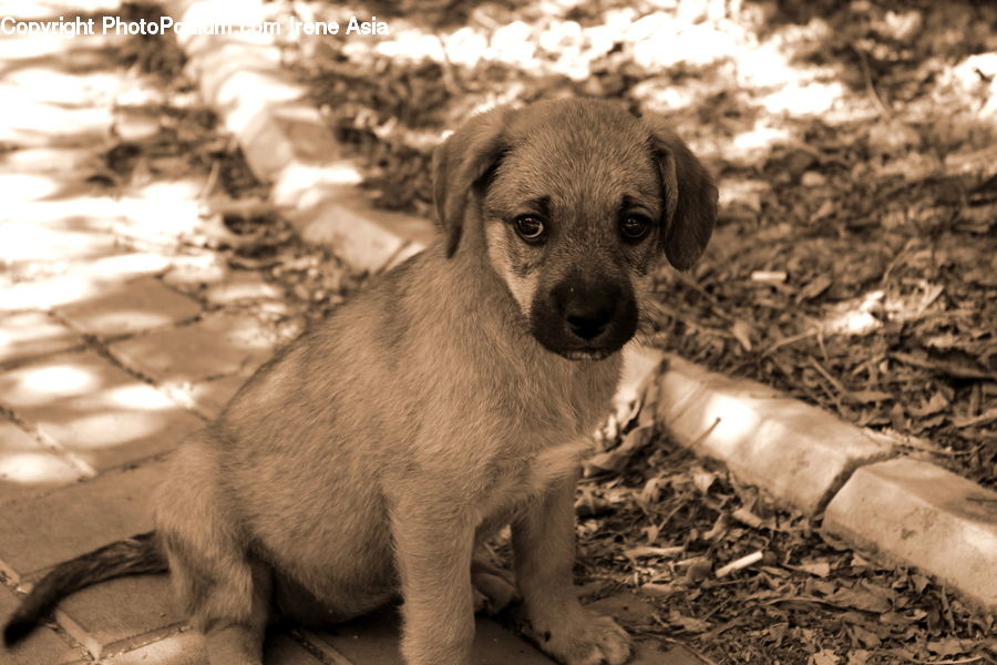 Animal, Canine, Dog, Mammal, Pet, Puppy, Terrier