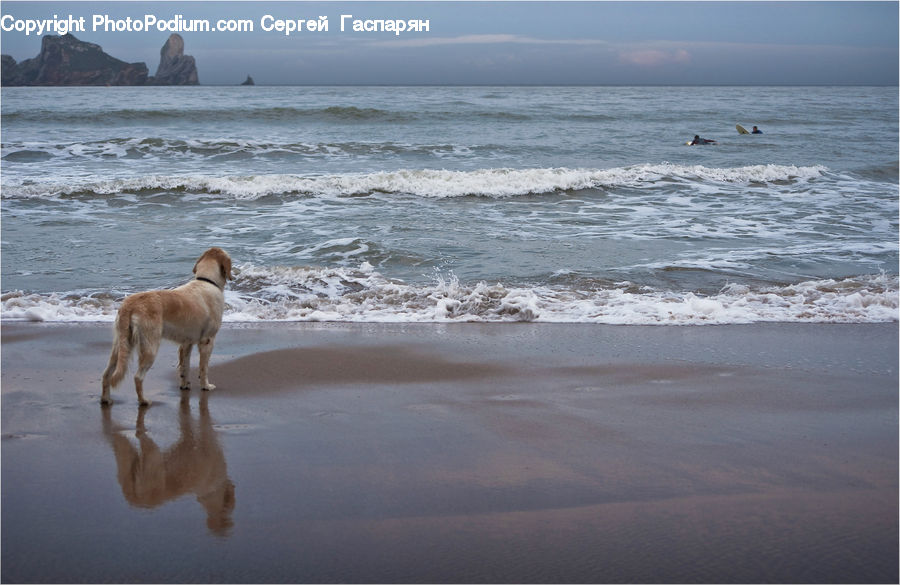 Beach, Coast, Outdoors, Sea, Water, Ocean, Animal