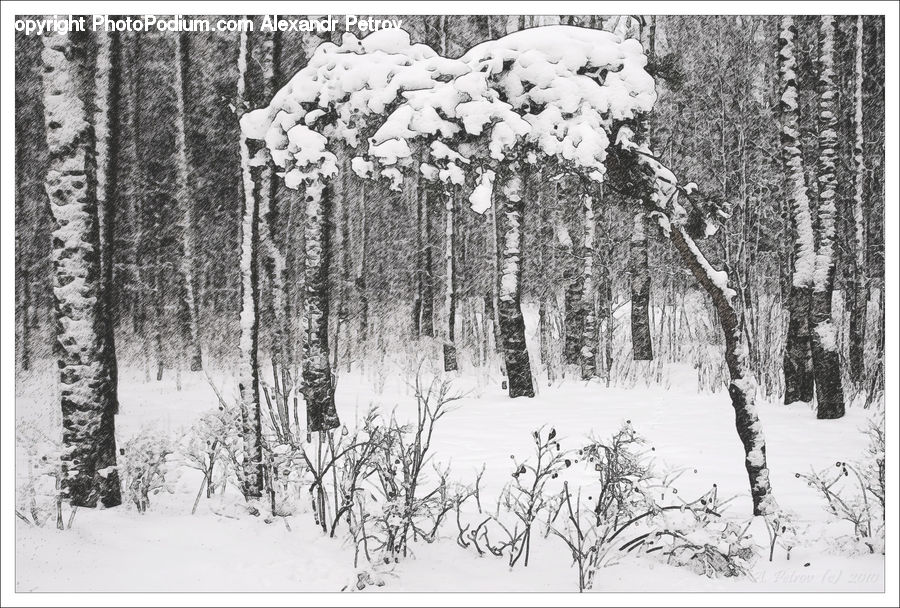 Ice, Outdoors, Snow, Drawing, Sketch, Forest, Vegetation