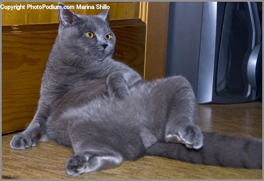 Animal, Cat, Mammal, Manx, Pet, Abyssinian, Hardwood