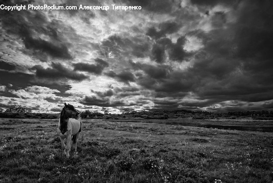 Countryside, Outdoors, Farm, Field, Animal, Colt Horse, Foal