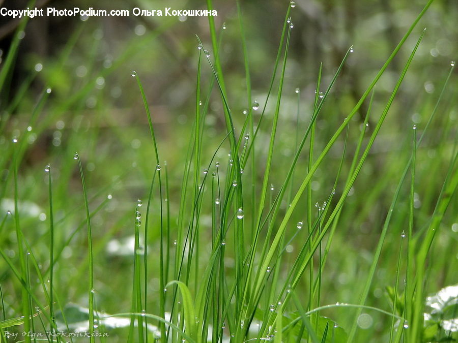 Field, Grass, Grassland, Plant, Blossom, Flora, Flower