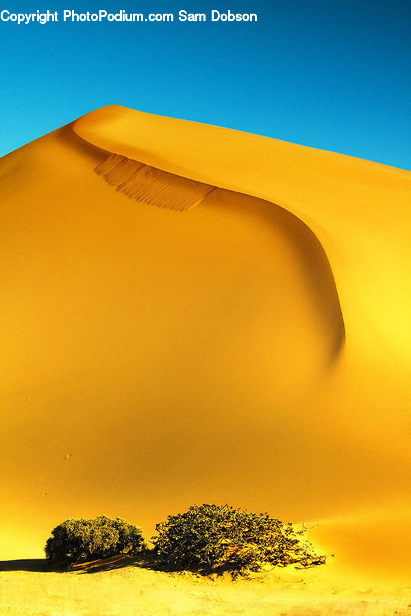 Desert, Outdoors, Bush, Plant, Vegetation, Tree, Oak