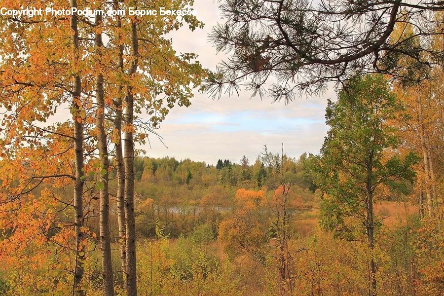 Forest, Grove, Land, Conifer, Fir, Plant, Tree