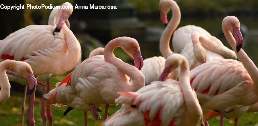 Bird, Flamingo, Flock