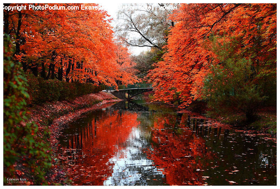 Forest, Grove, Land, Canal, Outdoors, River, Water