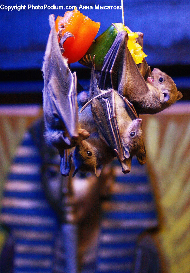 Animal, Bongo, Percussion, Flower Arrangement, Ikebana, Plant, Potted Plant