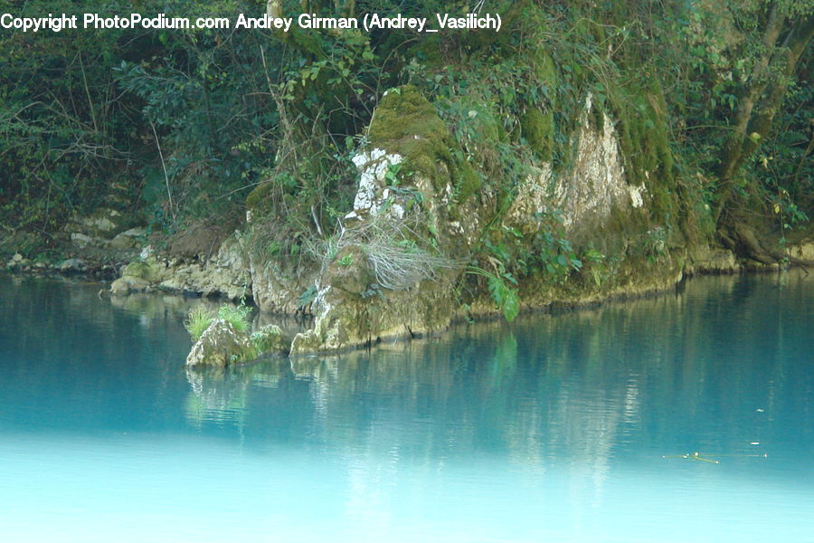 Forest, Jungle, Rainforest, Vegetation, Water, Lagoon, Lake
