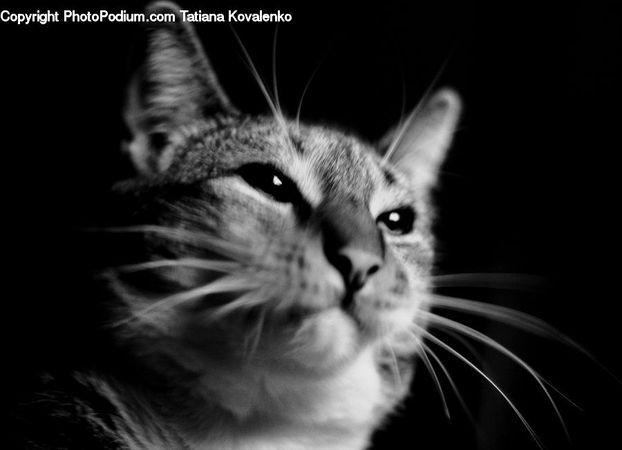 Adorable, Abyssinian, Animal, Cat, Mammal, Pet